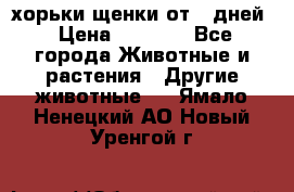 хорьки щенки от 35дней › Цена ­ 4 000 - Все города Животные и растения » Другие животные   . Ямало-Ненецкий АО,Новый Уренгой г.